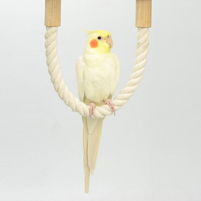 三晃商会 ロープパーチ40 【鳥 とまり木】